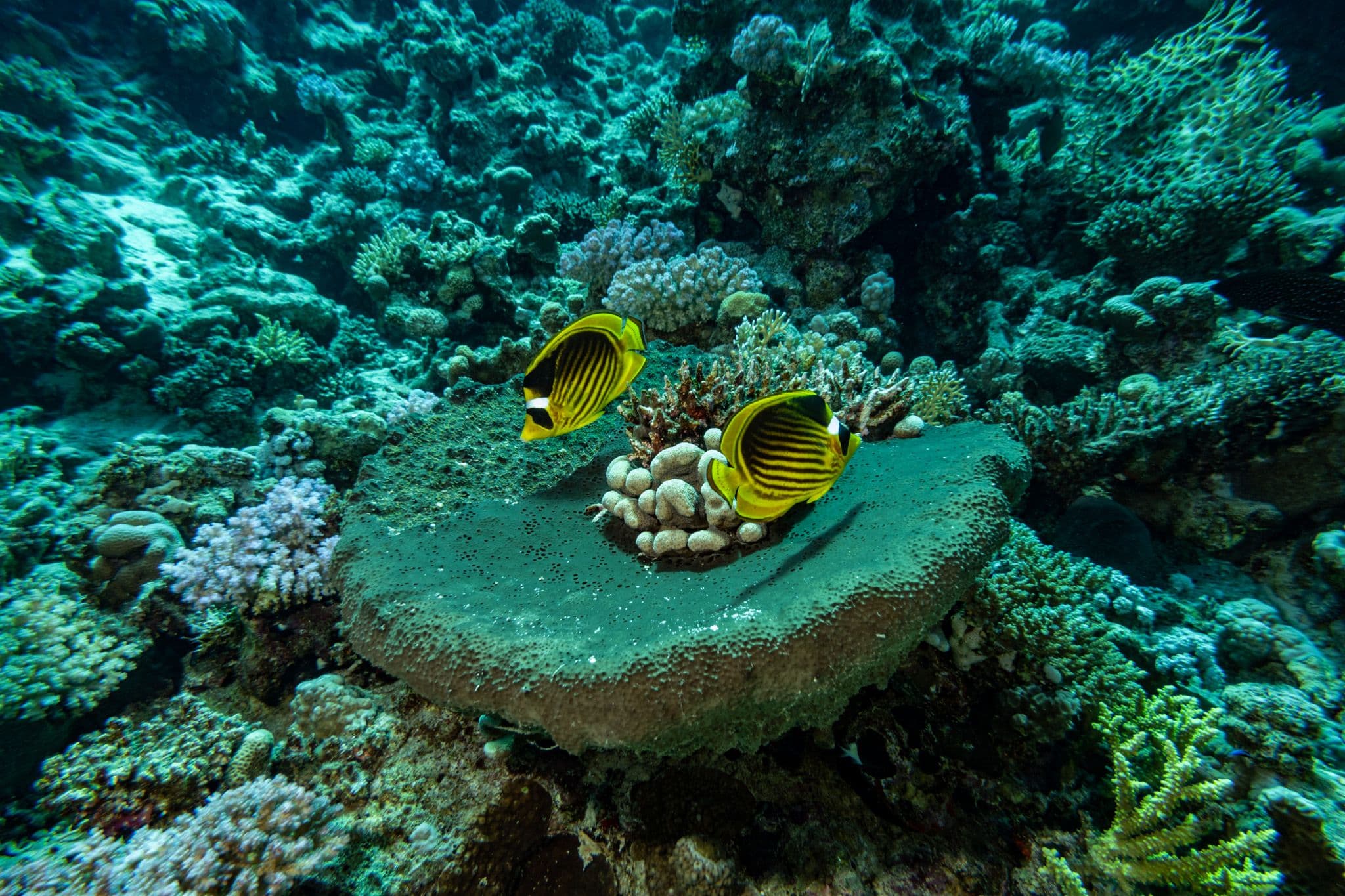 Butterflyfish swimming above coral in the Red Sea