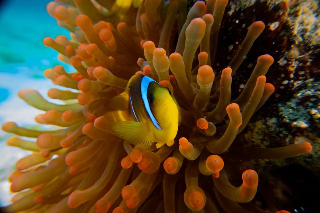 Clownfish in a sea anemone on a Red Sea reef
