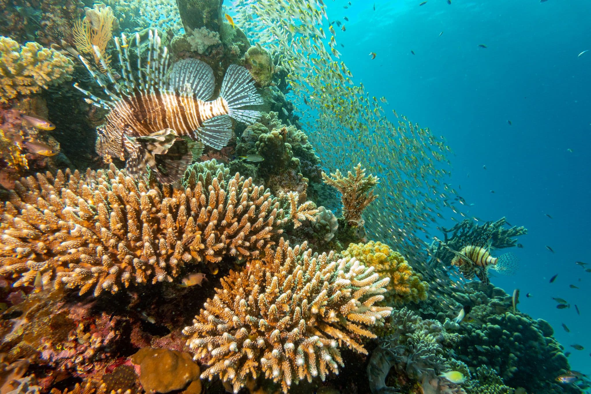 Lionfish near a colorful Red Sea coral reef