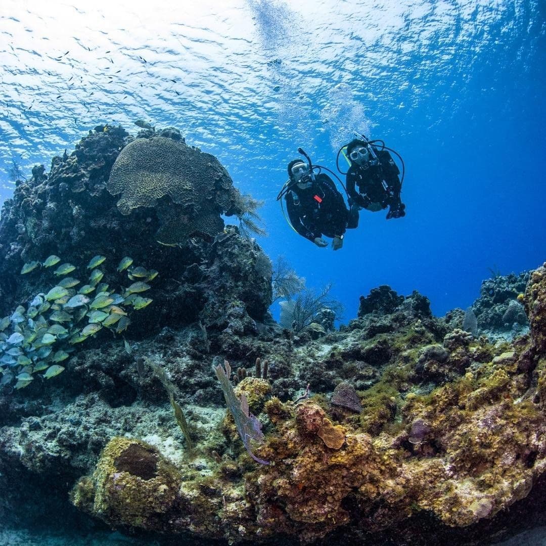 Scuba divers observing a colorful Red Sea reef