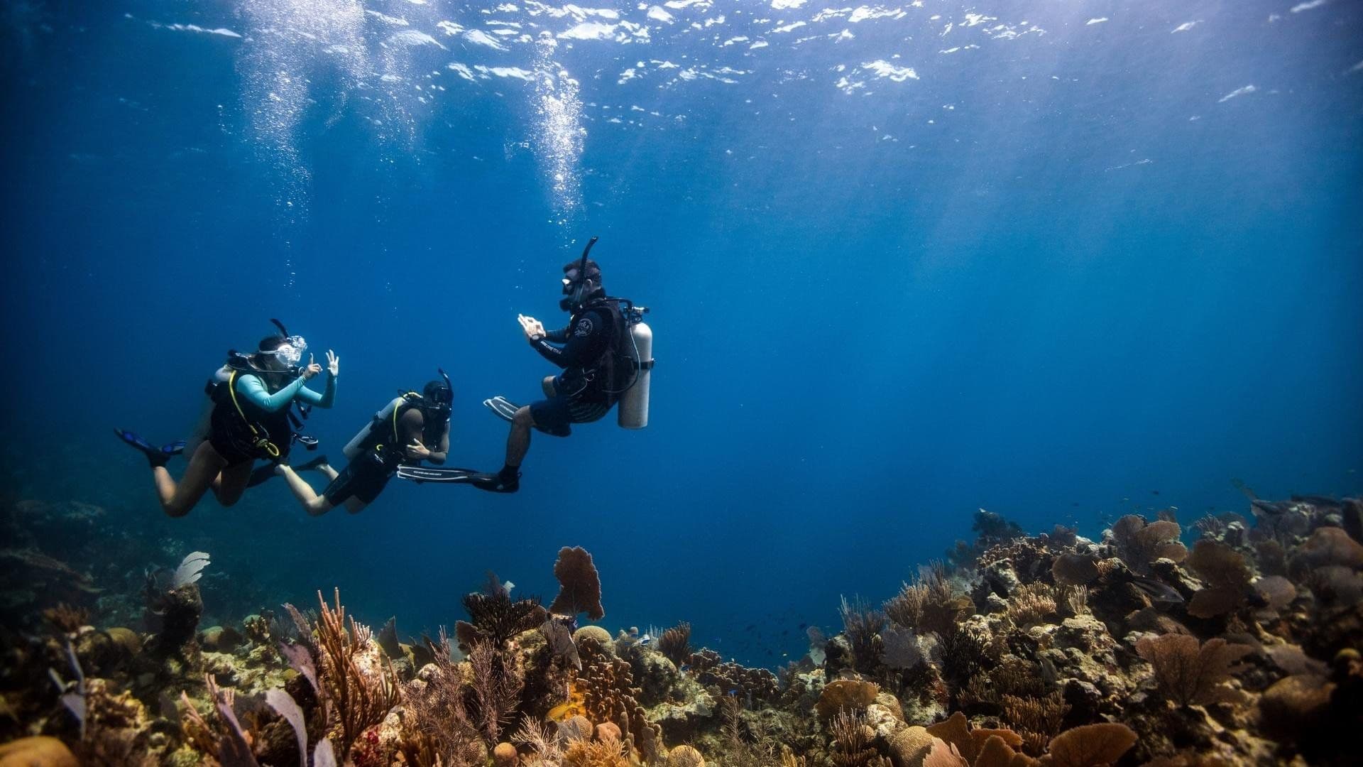 Divers led by a Divemaster trainee above a Red Sea reef