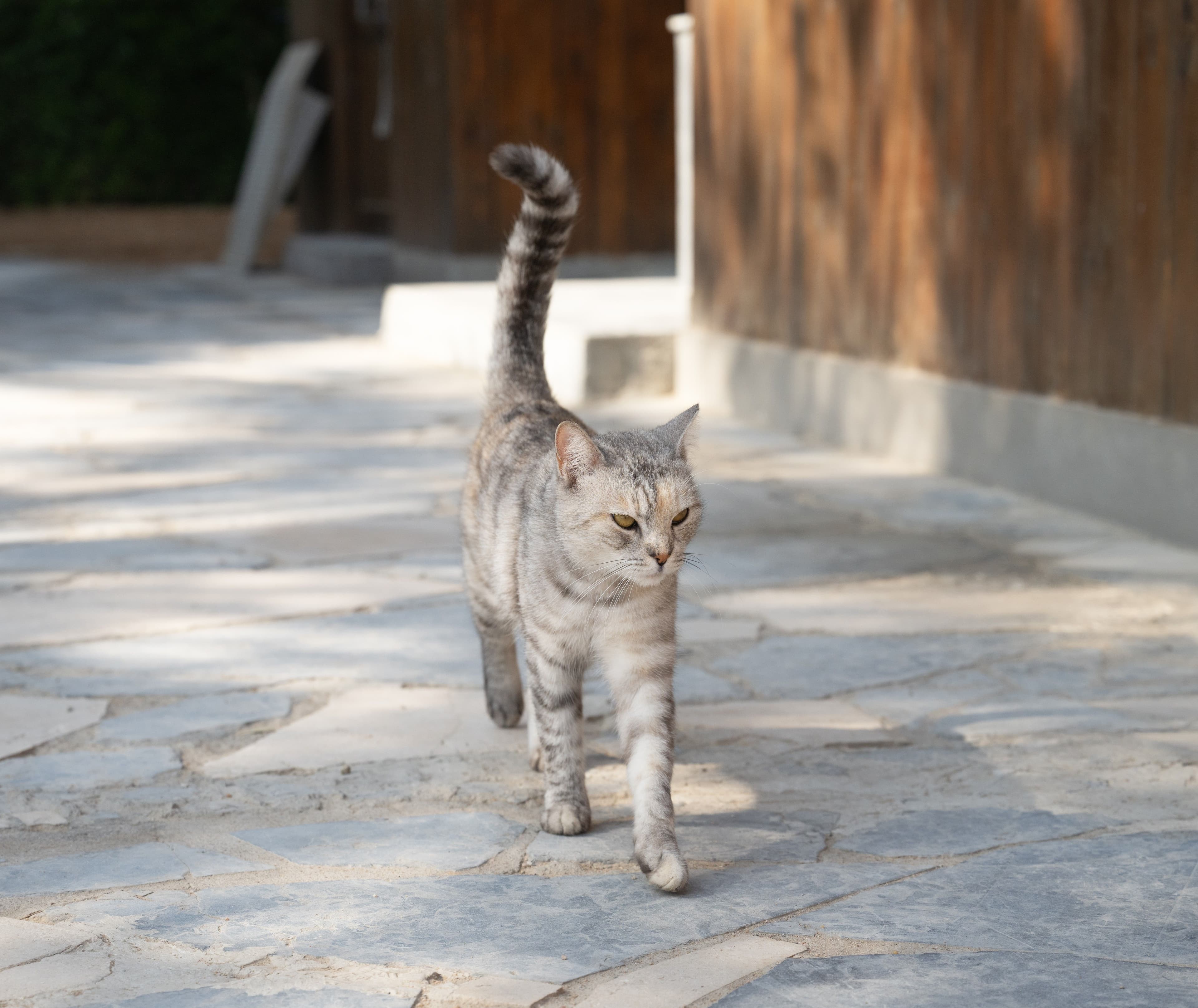 Naya, the Blue Brothers Diving base cat, walking at the dive center