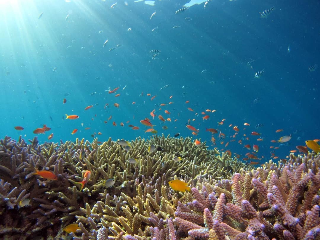Colorful Red Sea reef fish in sunlit blue water