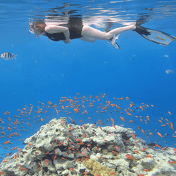 Person snorkeling above a colorful coral reef teeming with small orange fish.