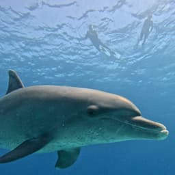 A bottlenose dolphin swims gracefully underwater with two snorkelers on the surface above.