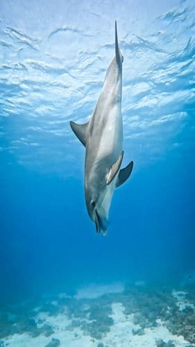A dolphin dives headfirst into clear blue ocean water above a sandy seafloor.