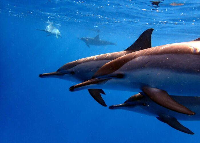 Delfin Gruppe