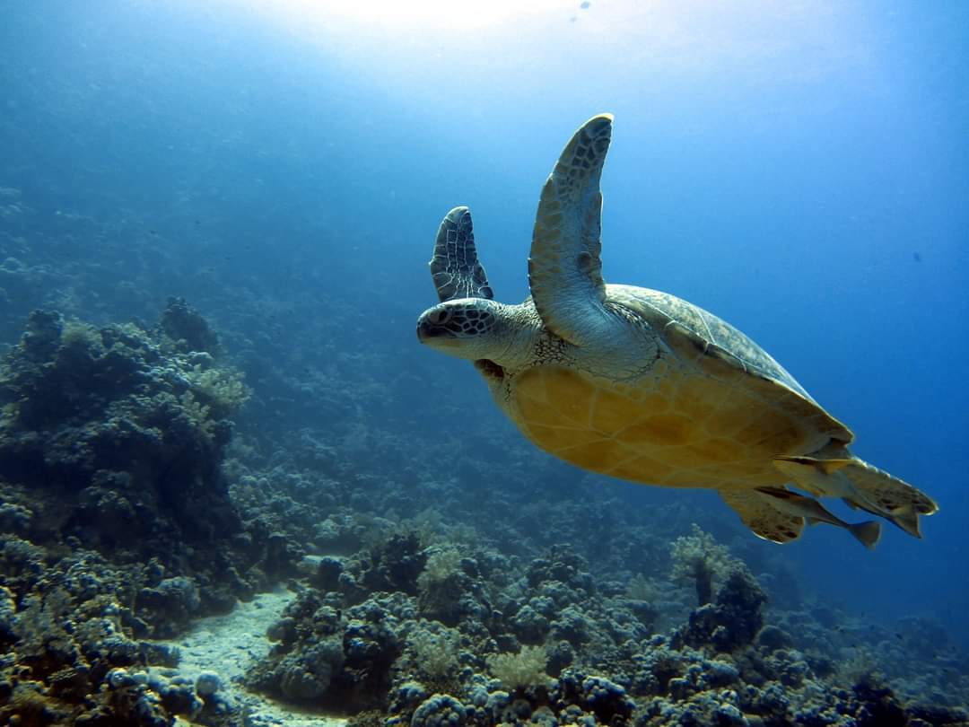 Turtle in Red Sea