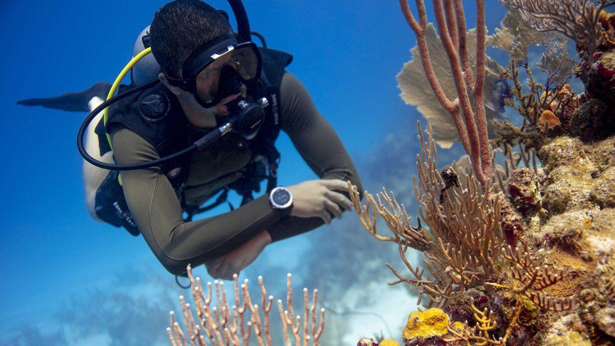 Korallen mit Taucher